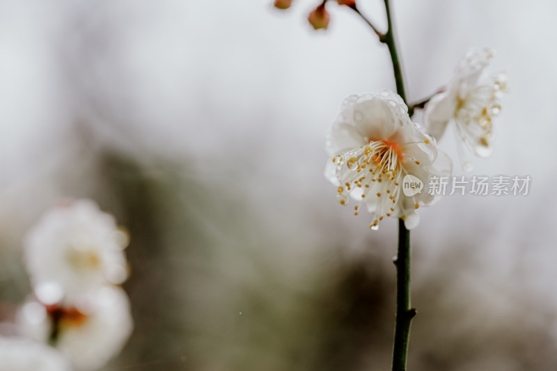 雨天盛开的西溪湿地梅花微距视角