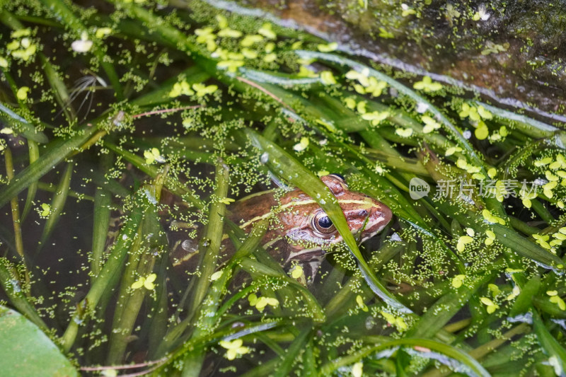池塘里的蝌蚪青蛙自然生态图片