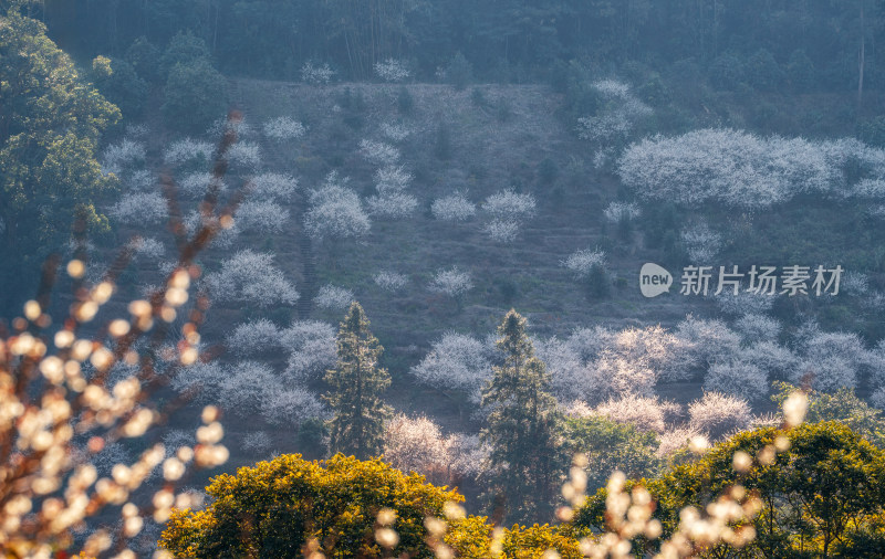 冬日梅花盛开景观