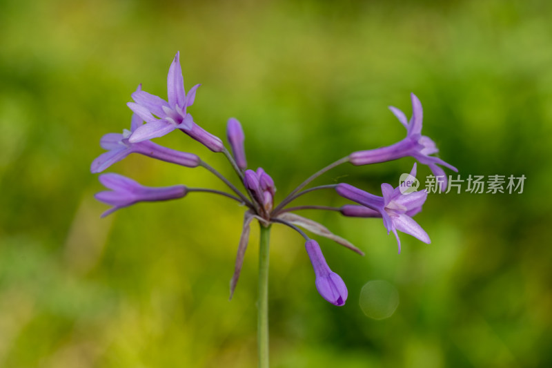 春天的蒜香草花朵特写