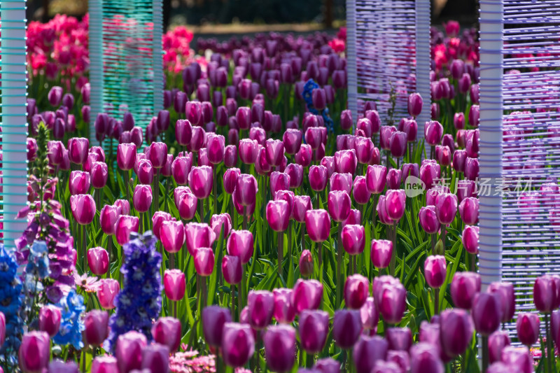 大片郁金香花海景观