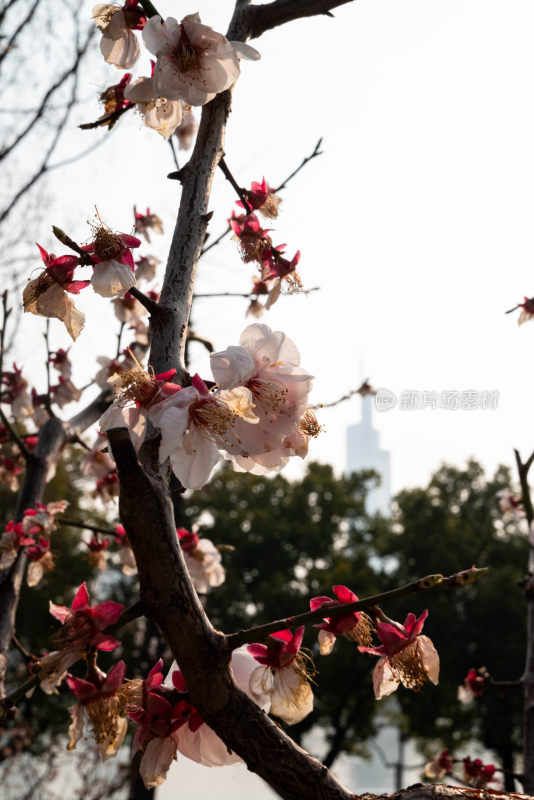 盛开的花枝与城市背景景观