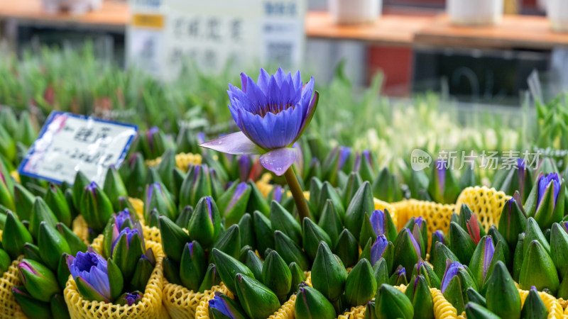 国庆假期云南昆明的斗南花市