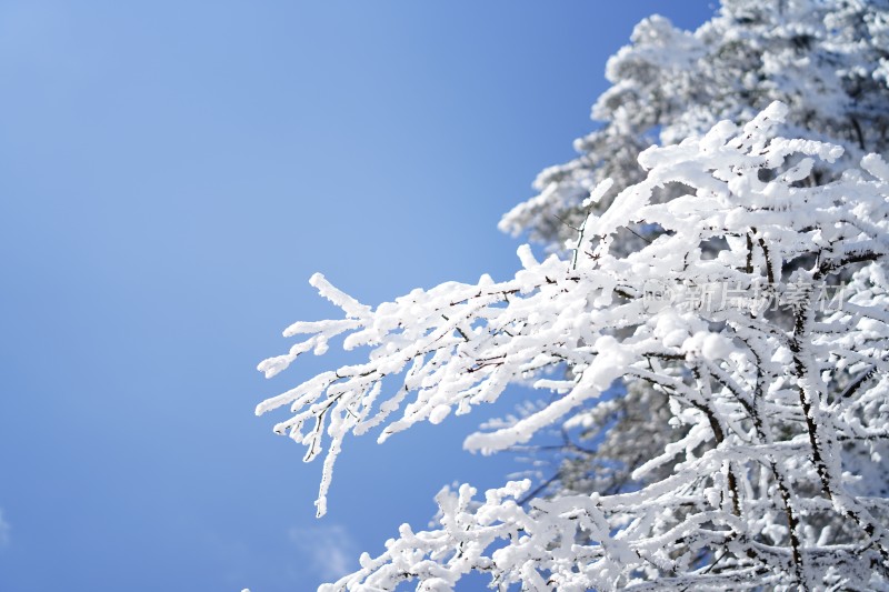 四川眉山瓦屋山景区冬日树枝上的冰雪