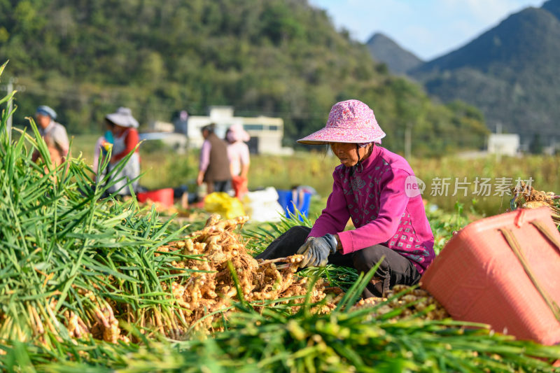 生姜  小黄姜采收