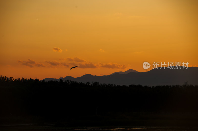 夕阳下水面上的鸟群晚霞