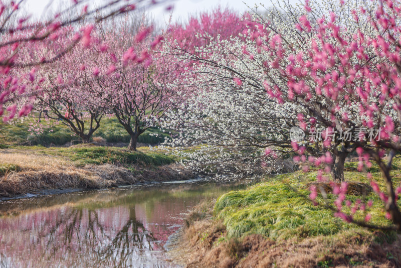 花开海上梅花节