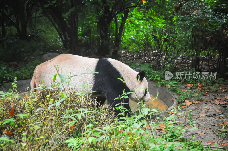 国宝大熊猫