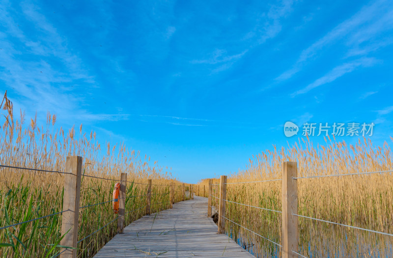 内蒙古额济纳旗居延海景区湖泊芦苇木栈道