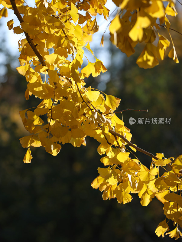 在阳光下的秋天金色银杏树叶的自然风景