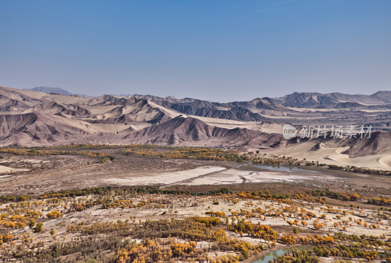 新疆的沙漠胡杨林