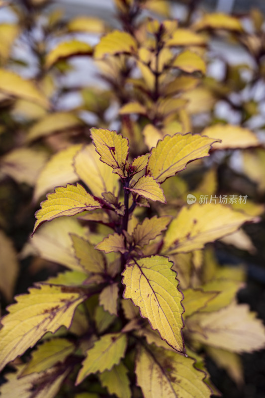 植物花朵特写