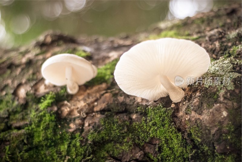 野生菌蘑菇生长环境菌类山菌