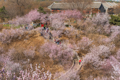 北京园博园永定塔春天山桃花盛开绽放