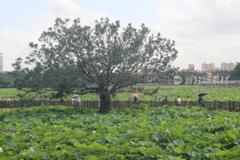 广东省东莞市桥头镇莲湖风景区