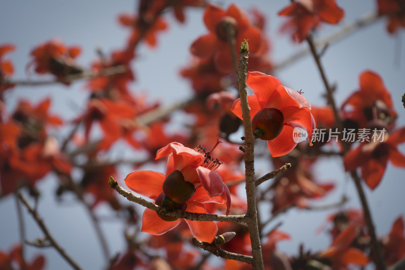 盛开的木棉花