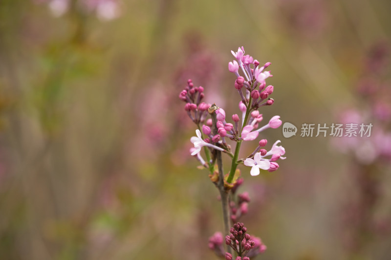 含苞待放的丁香花在春季