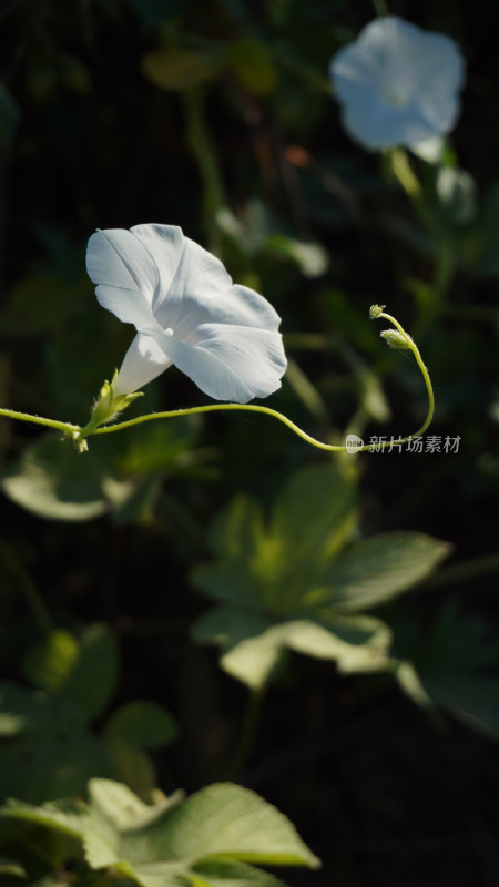 牵牛花特写全景合集