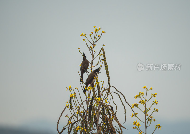 树枝上歇息的红耳鹎