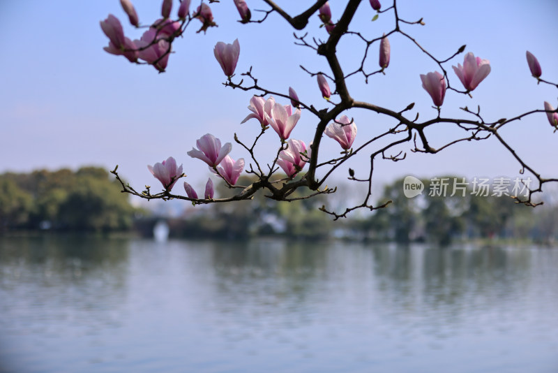 杭州西湖第一名园西湖国宾馆 湖边的玉兰花