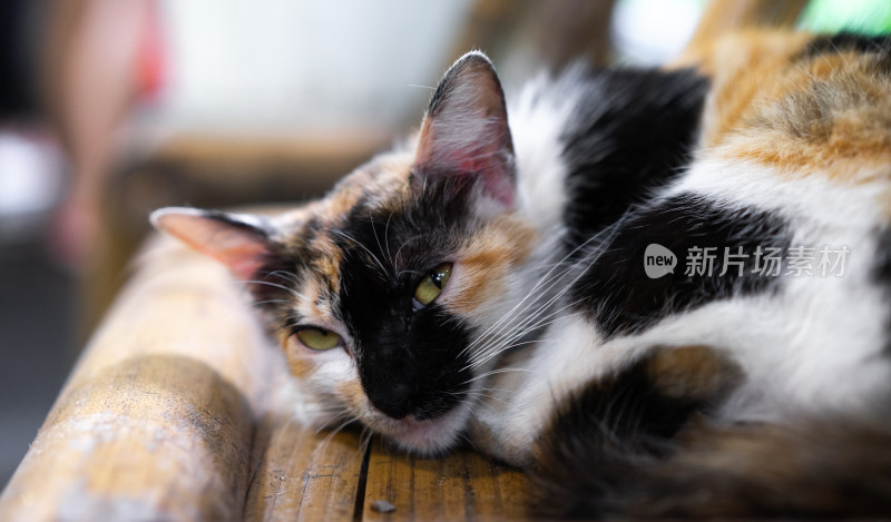 三色花猫卧在木椅上小憩的可爱模样