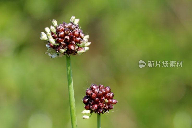 薤白开花结出种子