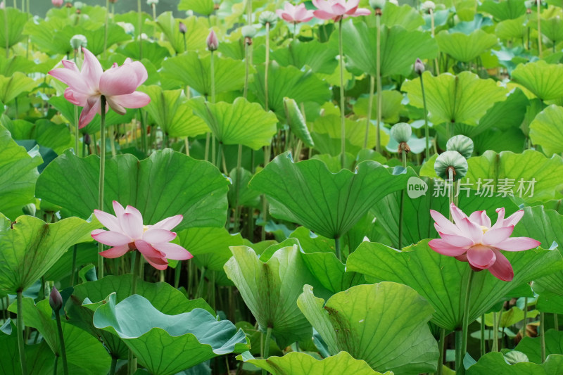 北京圆明园荷花