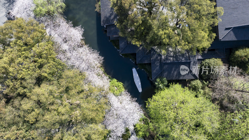 杭州西湖古风建筑与樱花树下的小船