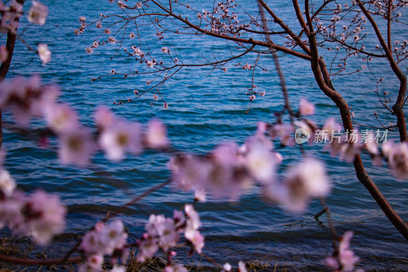 湖边盛开的桃花