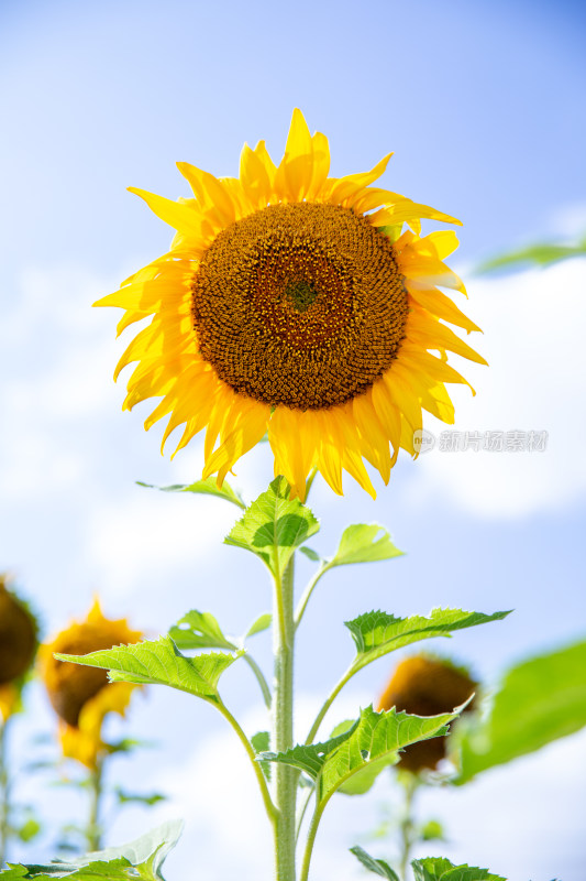 海南三亚随风摇曳的向日葵花田蜜蜂采蜜