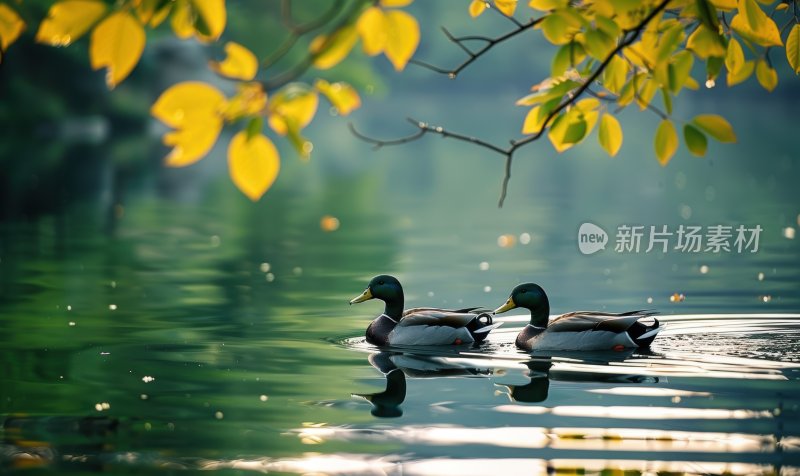 湖边鸭子春江水暖宁静悠闲湖泊背景