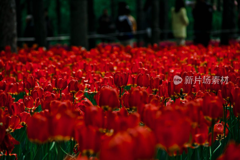 植物园的郁金香花卉特写