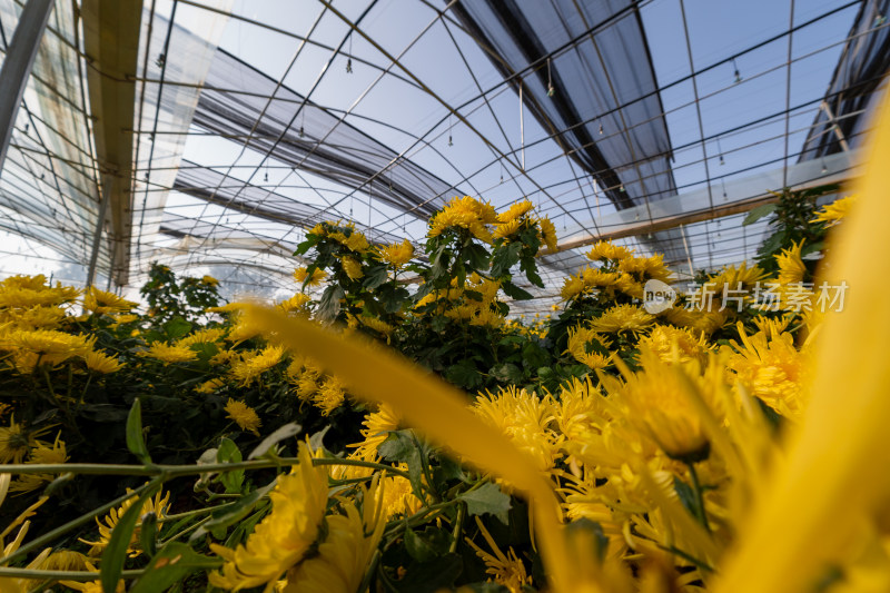 菊花茶科学大棚种植