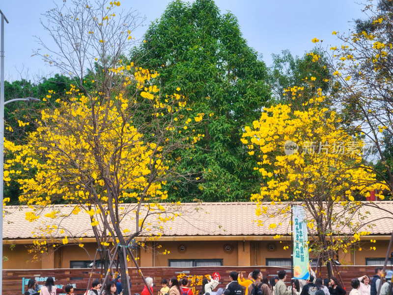 城市街道盛开黄花风铃木景象