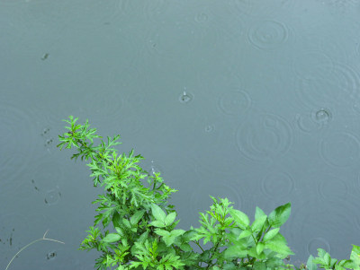 下雨天的湖面和湖面上的绿色树叶叶子