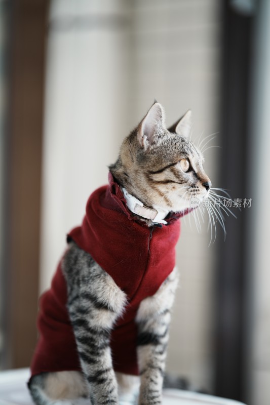 家里穿的衣服的小奶猫