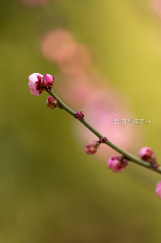 含苞待放的花苞樱花梅花枝