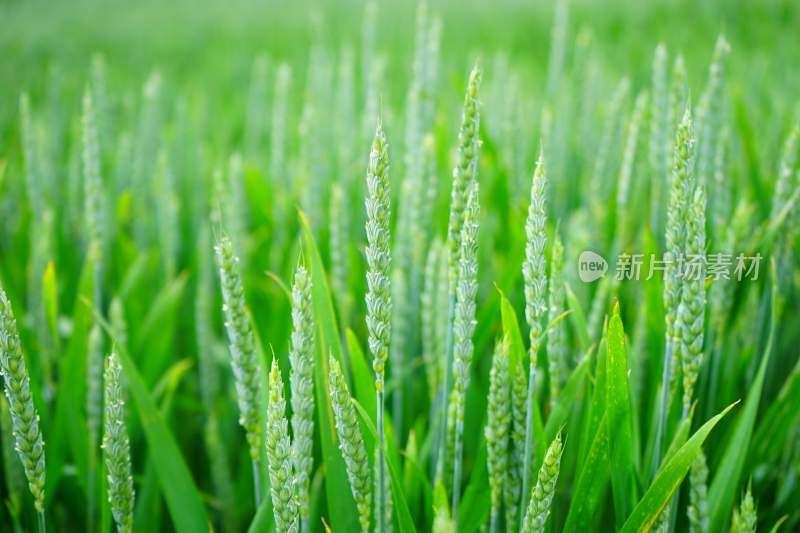 青色小麦，生长过程