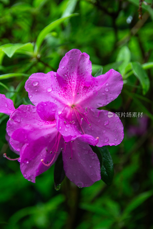 带水珠的紫色杜鹃花特写