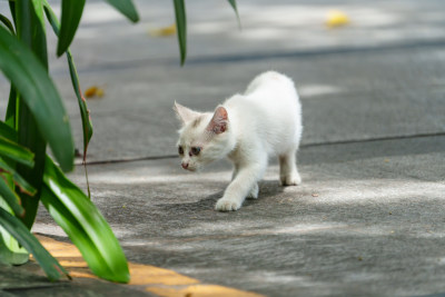 阳光下的小猫咪探险记