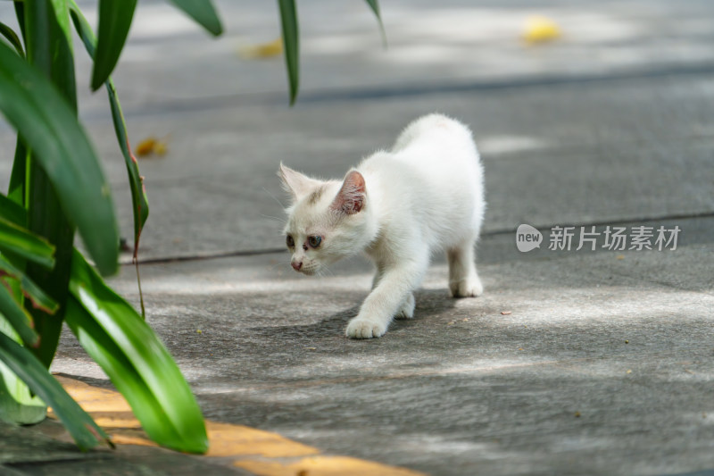 阳光下的小猫咪探险记