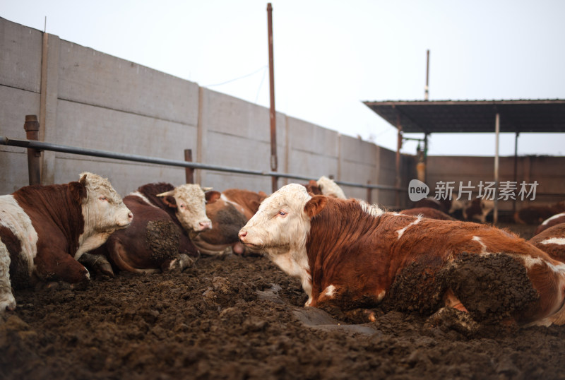 畜牧养殖肉牛养殖