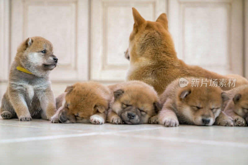 狗妈妈陪伴在孩子们身边