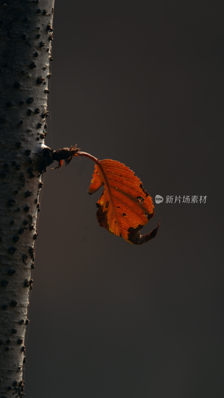 枯黄树叶挂于树干上的特写画面