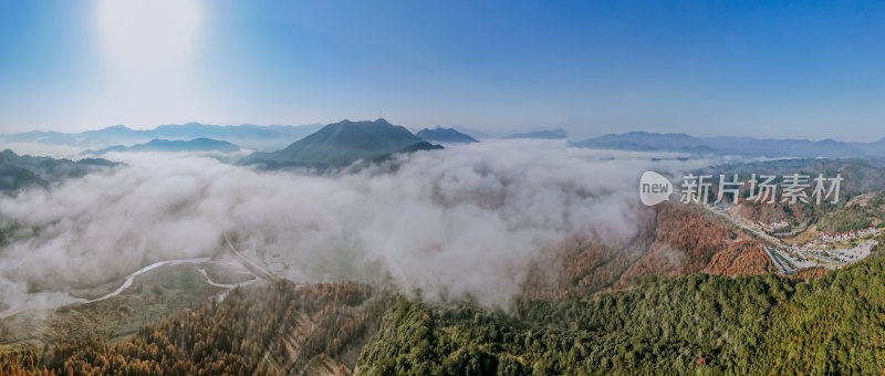 深秋皖南川藏线落羽杉林