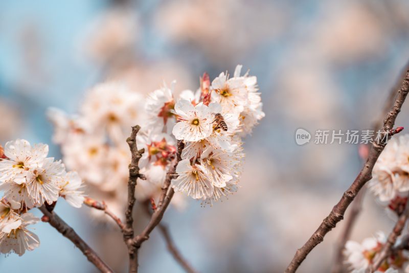 春季盛开的樱花