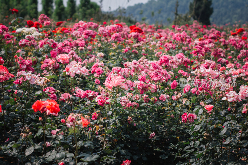 花，花海，红，粉红色