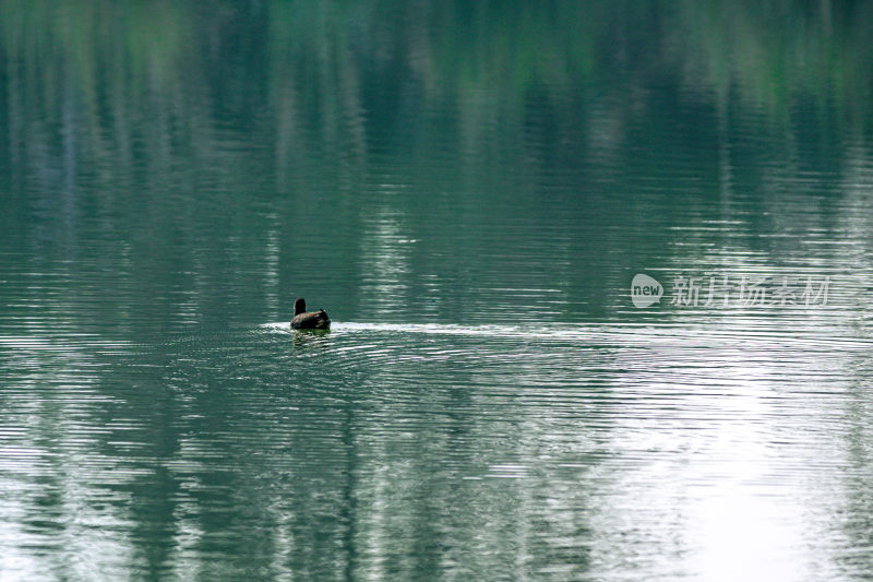 水中的野鸭子