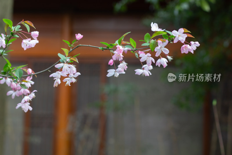 杭州曲院风荷枝头绽放的海棠花特写