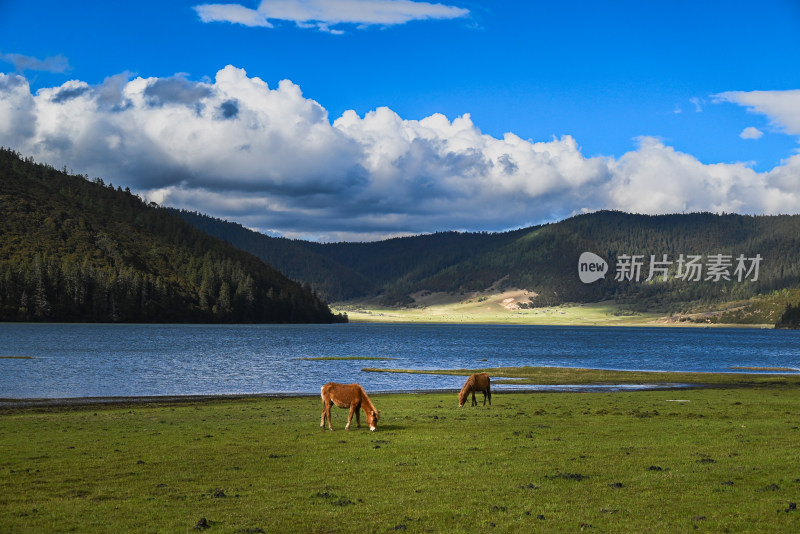 湖畔草原牛马悠闲吃草风景